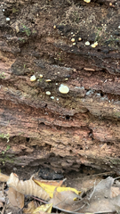 Helicogloea compressa