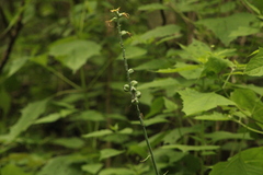Manfreda littoralis