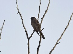 Emberiza leucocephalos