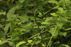 Manfreda littoralis