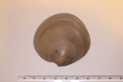 Dosinia japonica