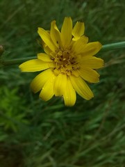 Tragopogon orientalis