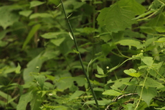 Manfreda littoralis