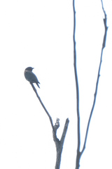 Eurystomus orientalis