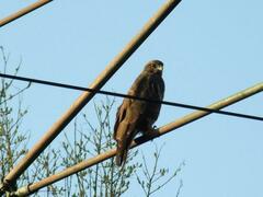 Buteo buteo