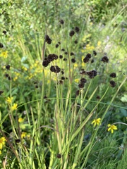 Juncus ensifolius