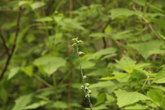 Manfreda littoralis