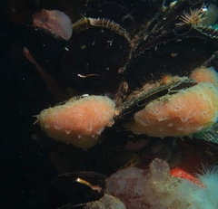 Aplidium variabile