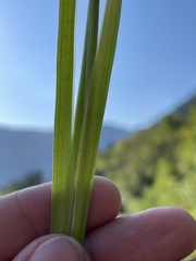 Juncus ensifolius