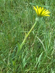 Tragopogon orientalis