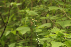 Manfreda littoralis