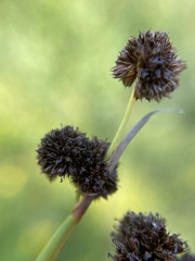 Juncus ensifolius