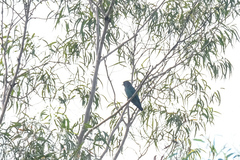 Eurystomus orientalis