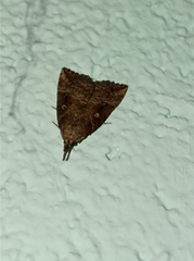 Hypena rostralis