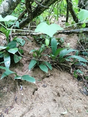 Manfreda littoralis