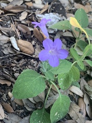 Ruellia occidentalis