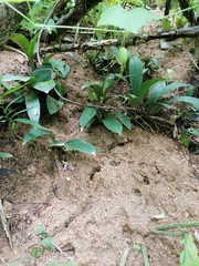 Manfreda littoralis