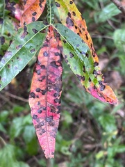 Rhus copallinum