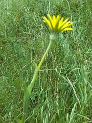 Tragopogon orientalis