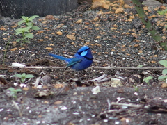 Malurus splendens splendens