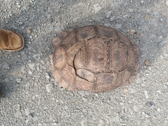 Stigmochelys pardalis