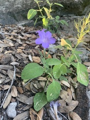 Ruellia occidentalis