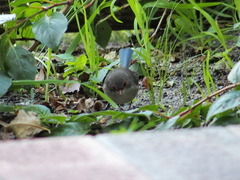 Malurus splendens splendens