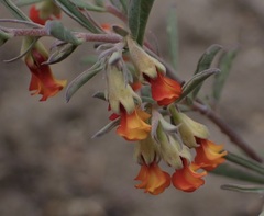 Hermannia diversistipula