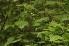 Manfreda littoralis