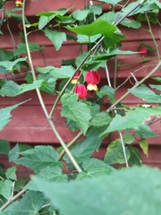 Callianthe megapotamica