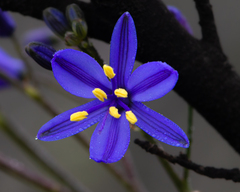 Pasithea caerulea