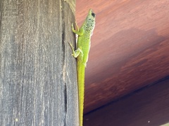 Anolis extremus