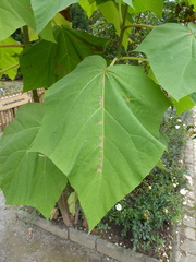 Paulownia tomentosa