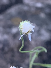 Erigeron modestus