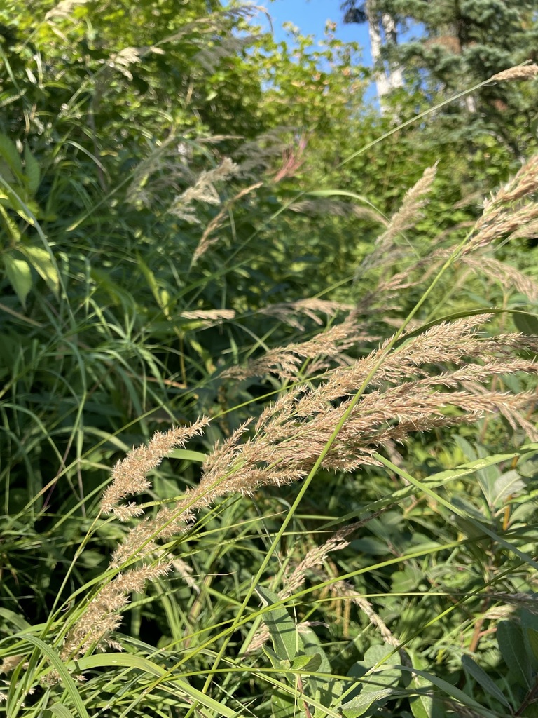 Purple Small Reed Scandinavian Small-reed from King, Washington, United States on August ...