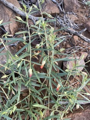Talinum aurantiacum
