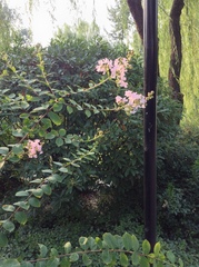 Lagerstroemia indica