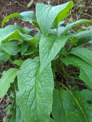 Symphytum officinale