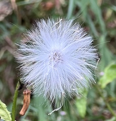 Senecioninae