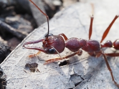 Myrmecia forficata