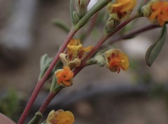 Hermannia diversistipula