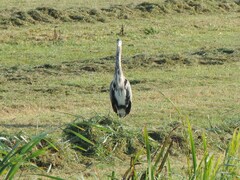 Ardea cinerea
