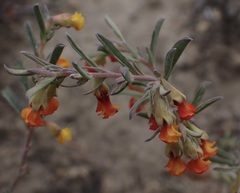 Hermannia diversistipula