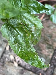 Eupatorium serotinum