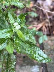 Eupatorium serotinum