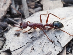 Myrmecia forficata