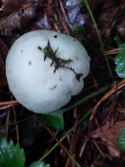 Agaricus sylvicola