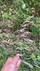 Arrhenatherum elatius