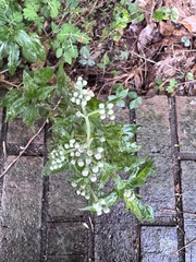 Eupatorium serotinum