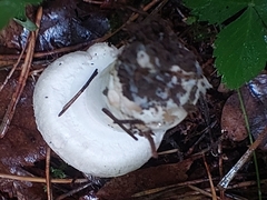 Agaricus sylvicola